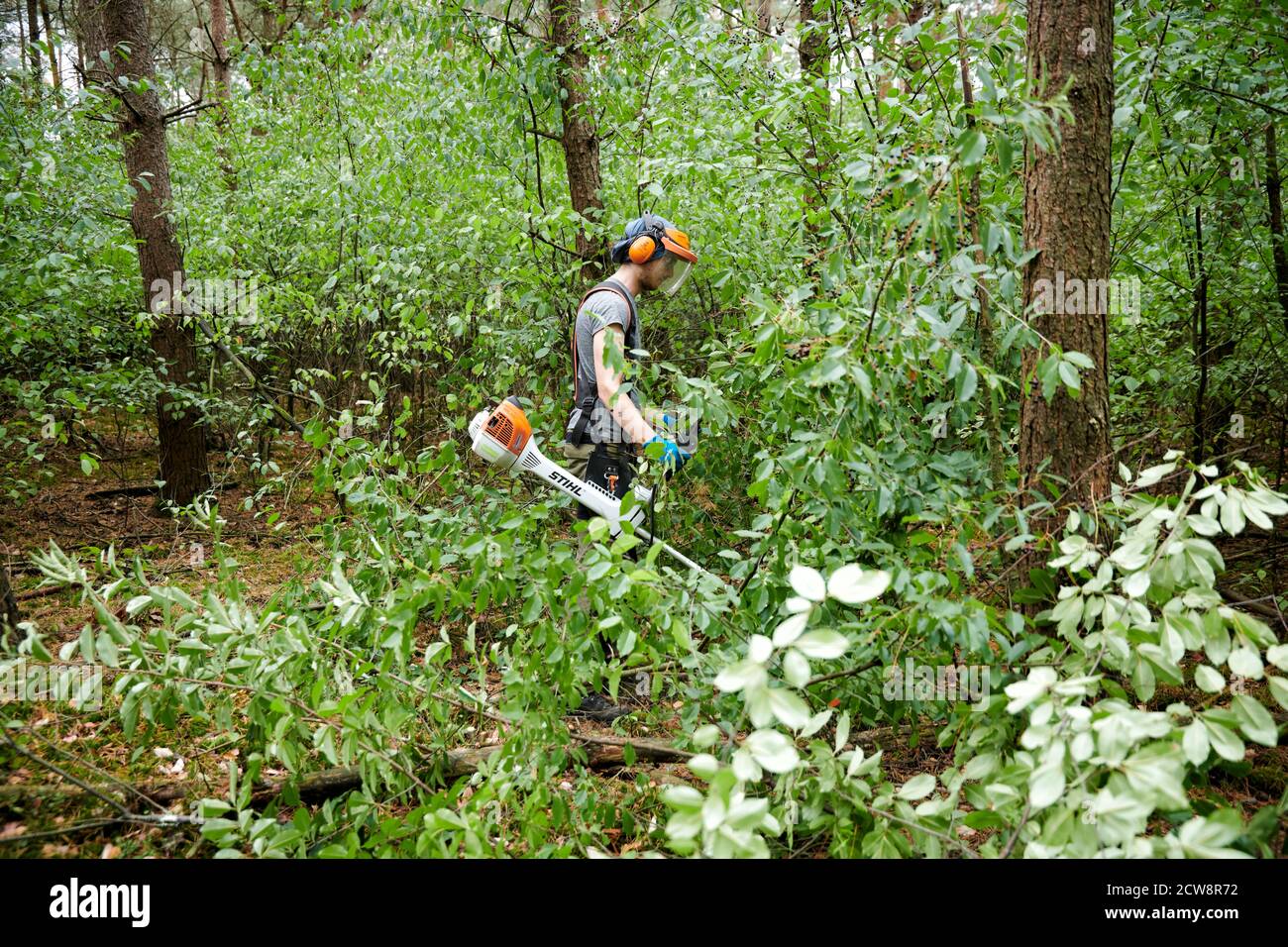 Freiwillige Teilnehmer des 'Bergwaldprojekt' e.V. in der Uefter Mark / Hohe Mark bei Waldbiotoppflege. Foto Stock