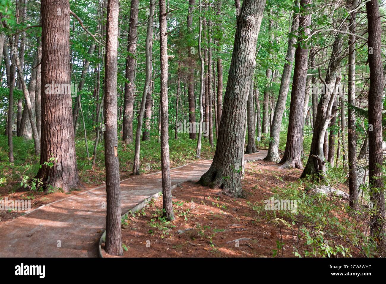 Percorso naturalistico nel Rachel Carson National Wildlife Refuge di Wells, Maine. Foto Stock