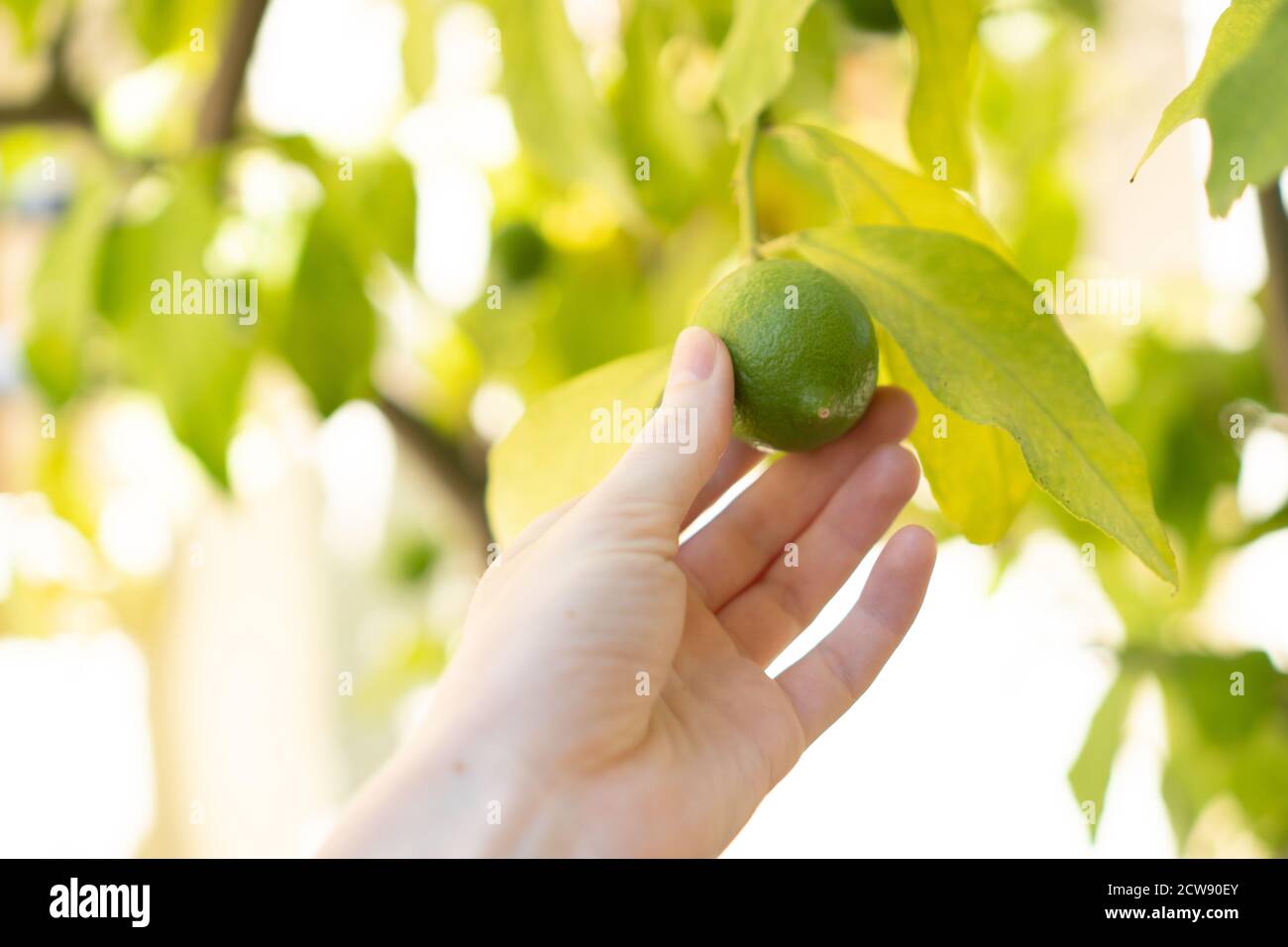 Raccolta di limoni. Lime di raccolta a mano. Agrumi verdi. Vista laterale. La carta da parati è sospesa. Limone giovane Foto Stock