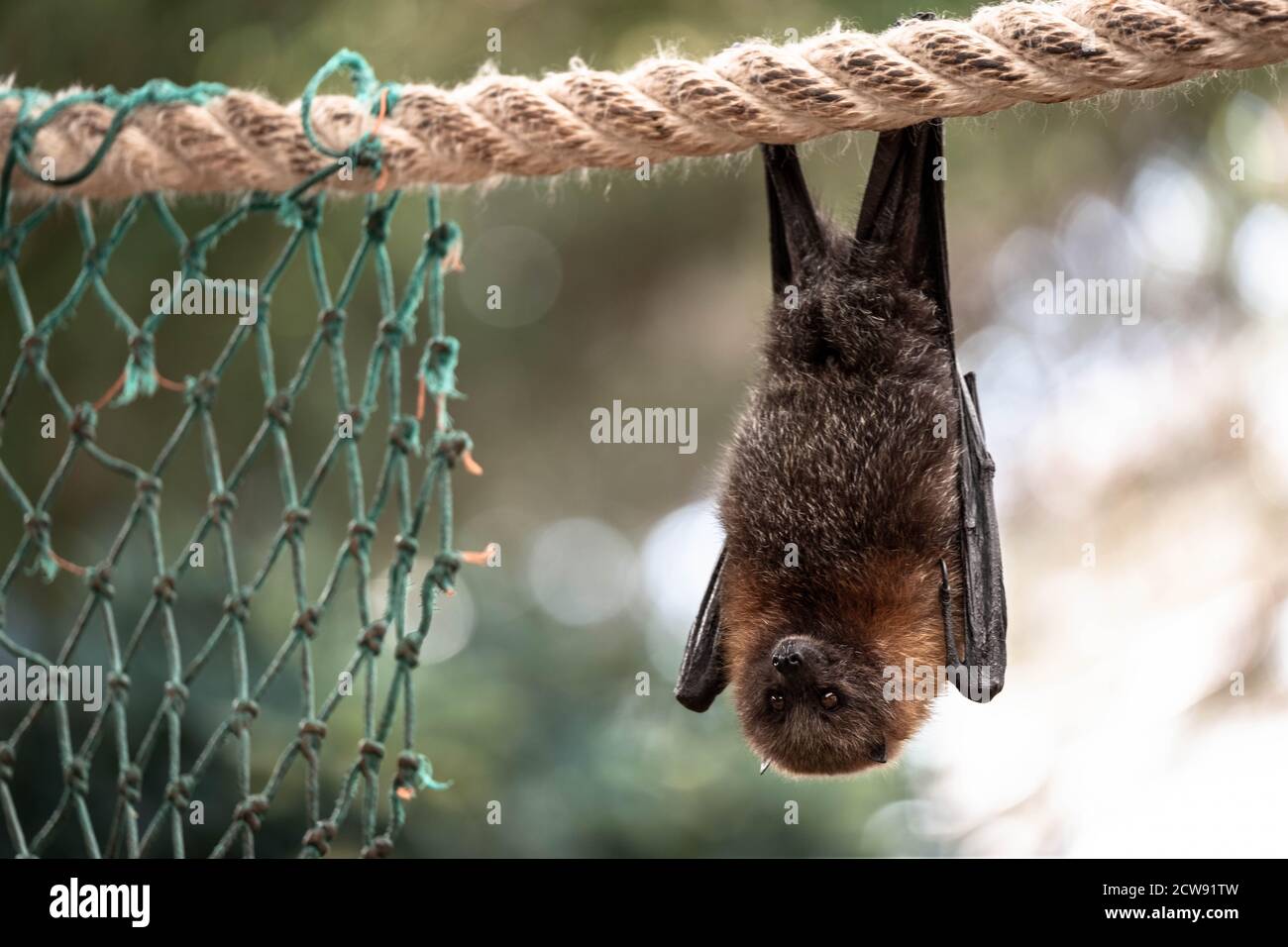 Bat di frutta nera, appeso da una corda accanto ad una vista del corpo intero rete mangiare frutta. Dangler di albero di bat di oscillazione. Foto Stock