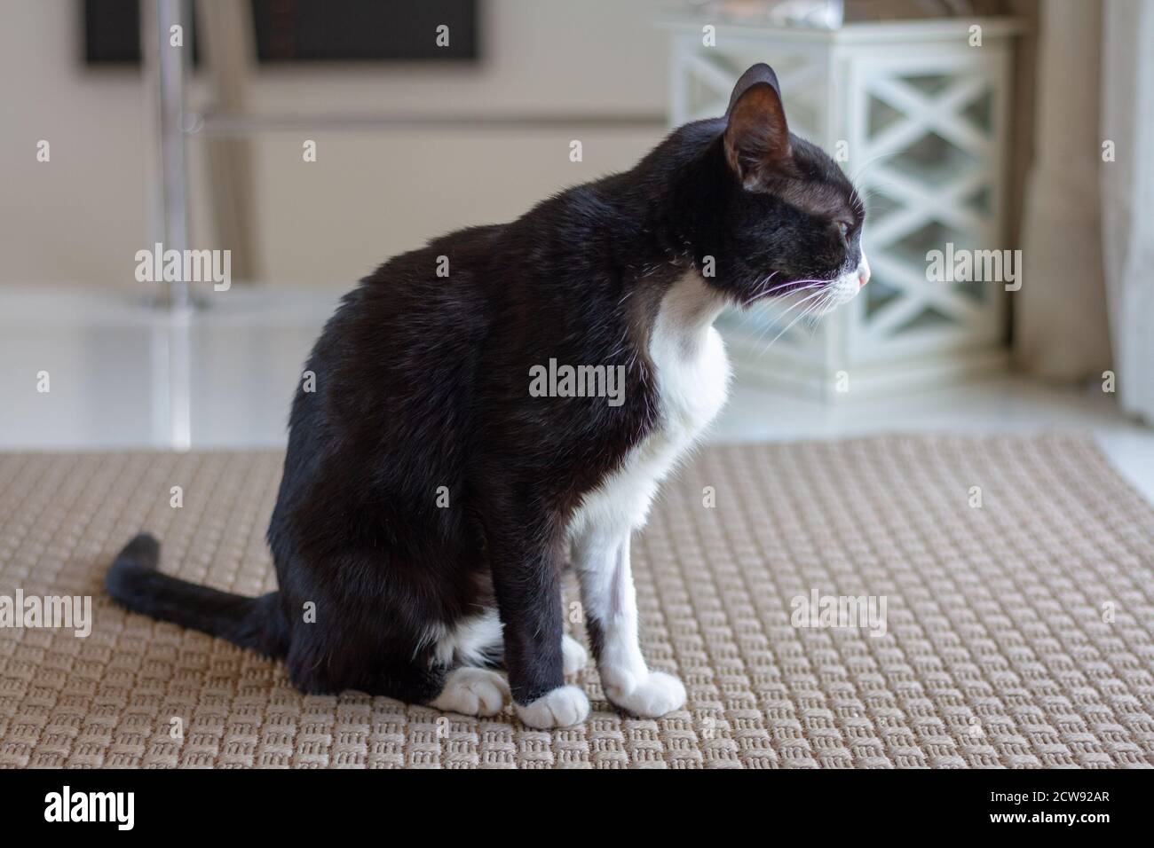 Gatto nero e bianco malato nel soggiorno Foto Stock