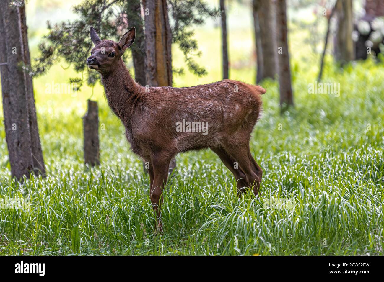 Giovane Elca (Cervus canadensis) passeggiando nella foresta, Parco Nazionale di Yellowstone Foto Stock