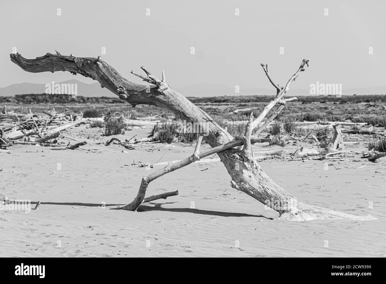 Dalla sabbia di una spiaggia emergono tronchi bianchi scottati al sole senza persone Foto Stock