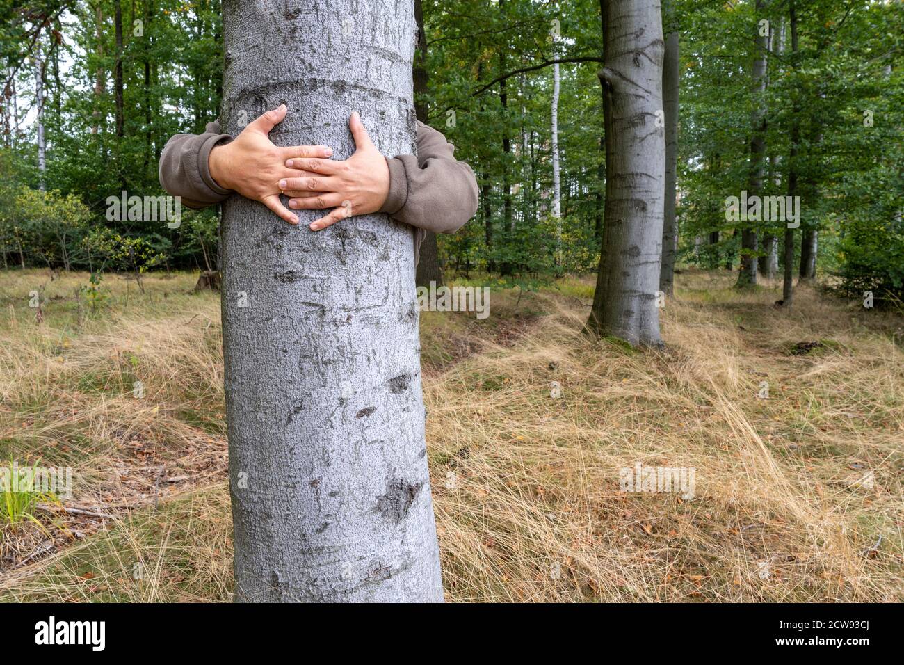 Uomo abbracciando albero in foresta. Foto Stock