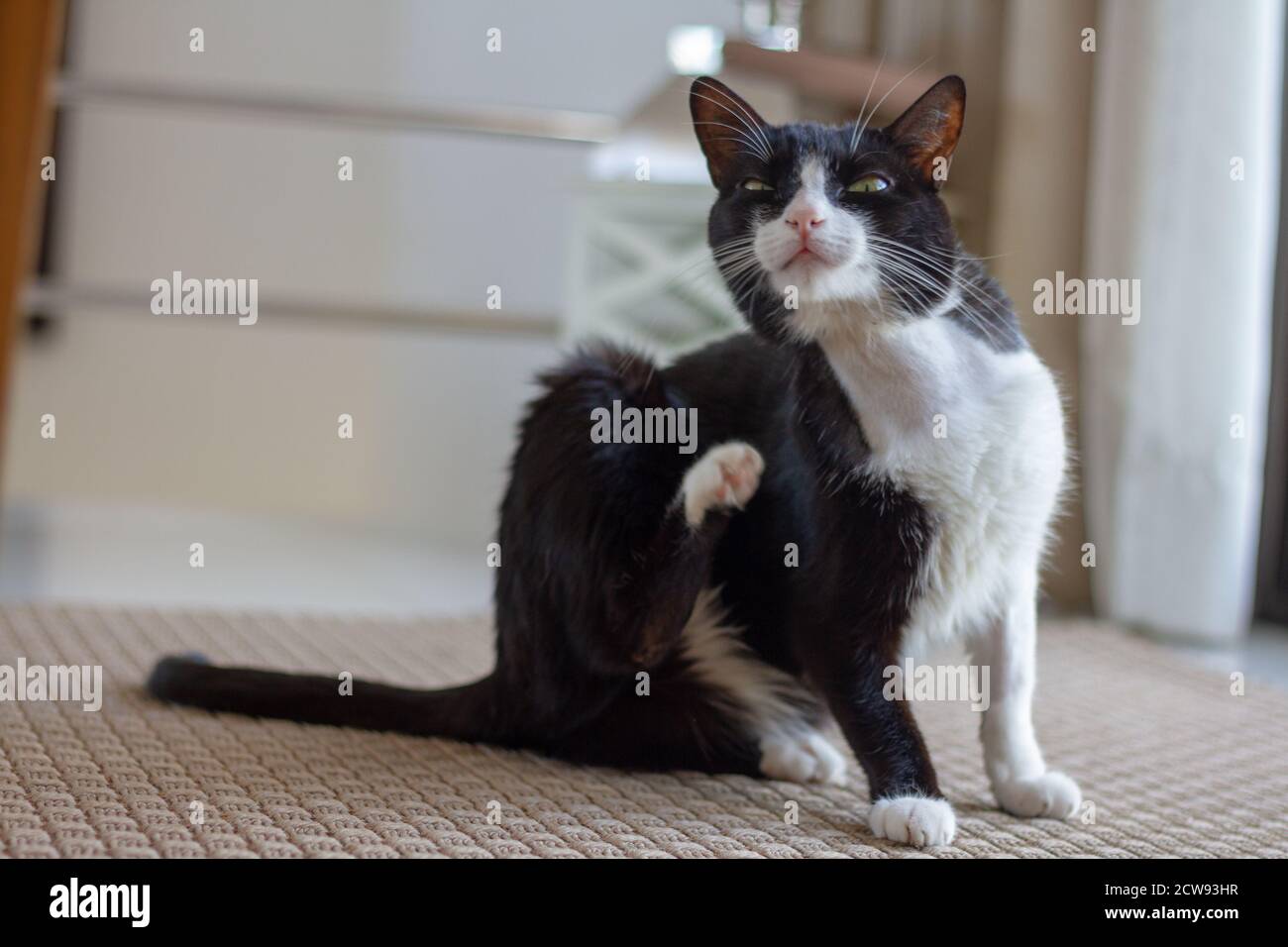Gatto nero e bianco malato nel soggiorno Foto Stock