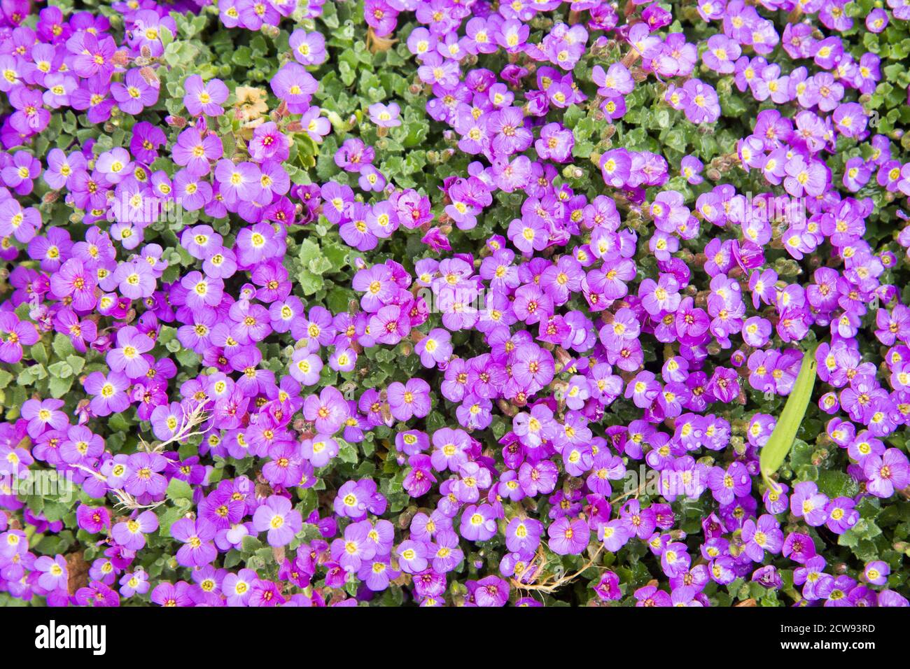 Piccoli fiori blu in giardino. Sfondo da piccoli fiori blu. Foto Stock