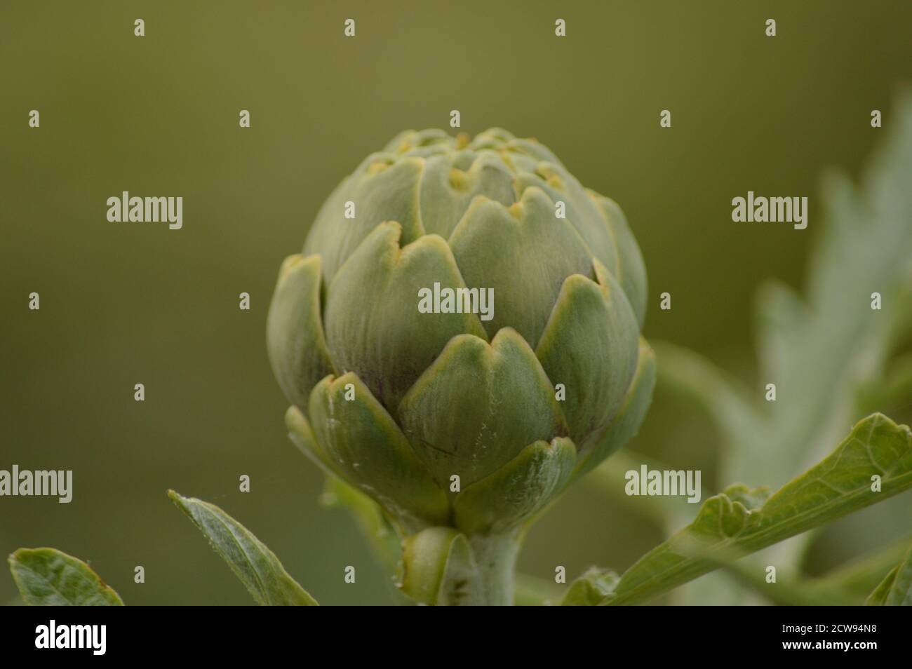 Un carciofo globo che cresce in un giardino di assegnazione Foto Stock