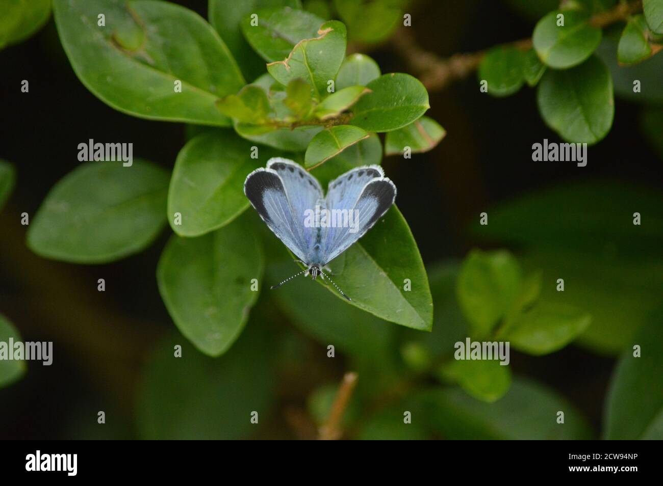 Una farfalla blu su una siepe privata Foto Stock