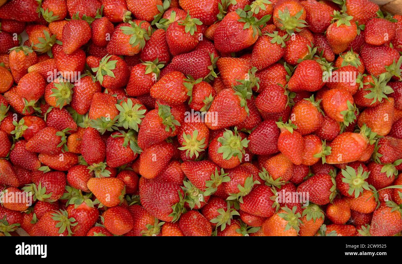 un sacco di fragole e frutti rossi maturi. Foto Stock