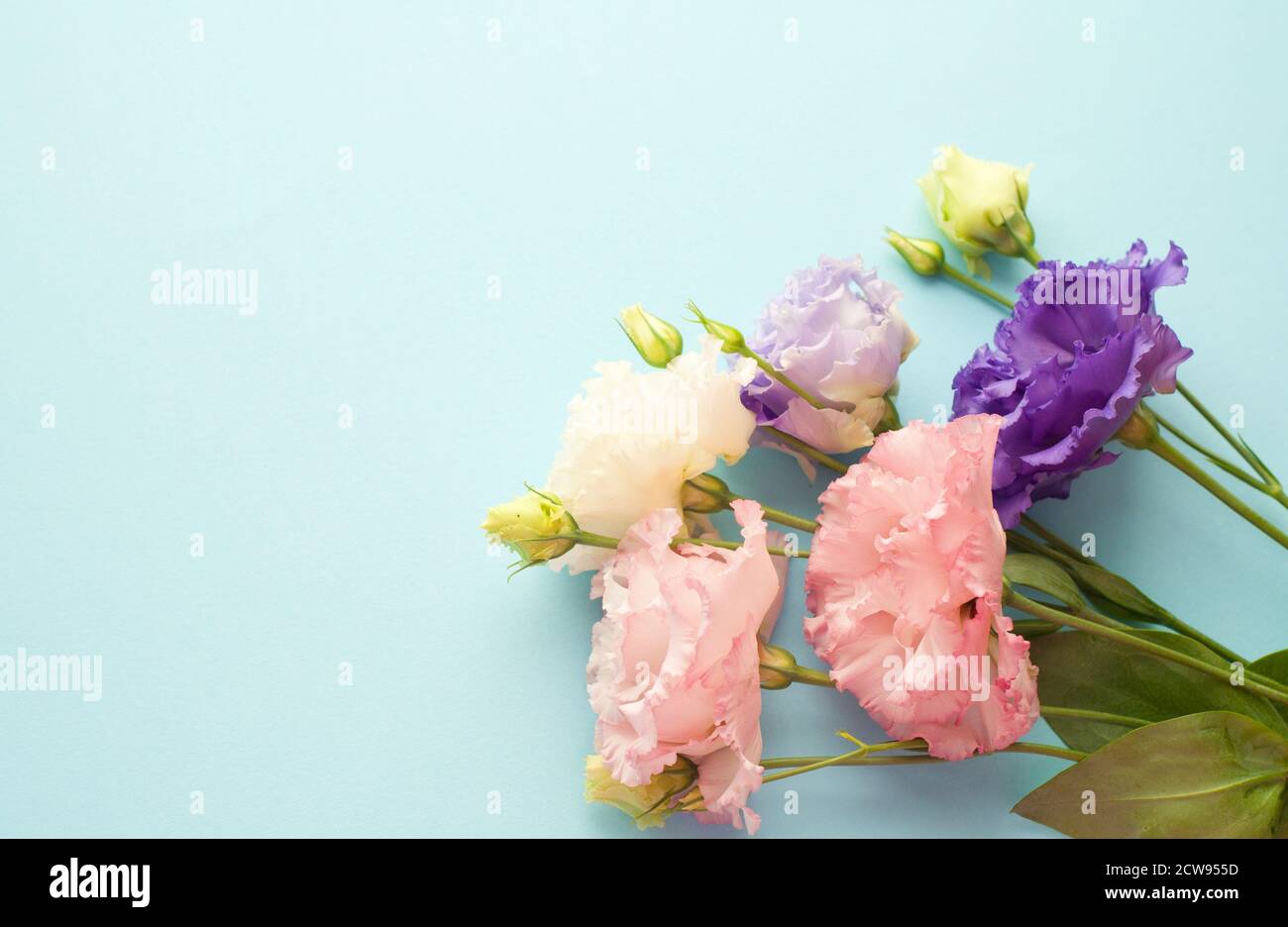 Bellissimi fiori di eustoma viola e rosa (lisianthus) in piena fioritura con foglie verdi. Bouquet di fiori su sfondo blu. Foto Stock