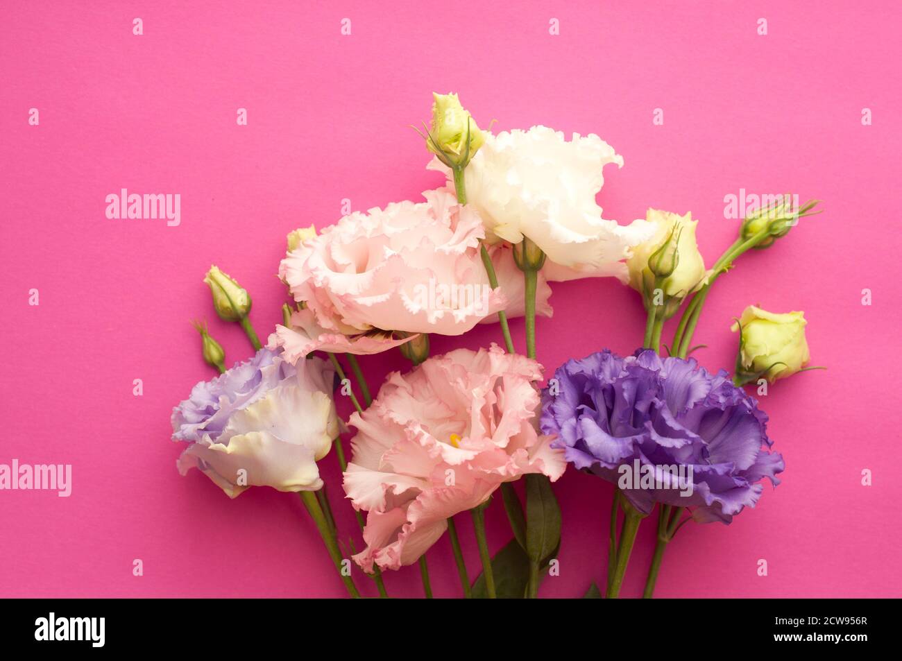 Bellissimi fiori di eustoma rosa e viola (lisianthus) in piena fioritura con foglie verdi. Bouquet di fiori su sfondo rosa brillante. Foto Stock