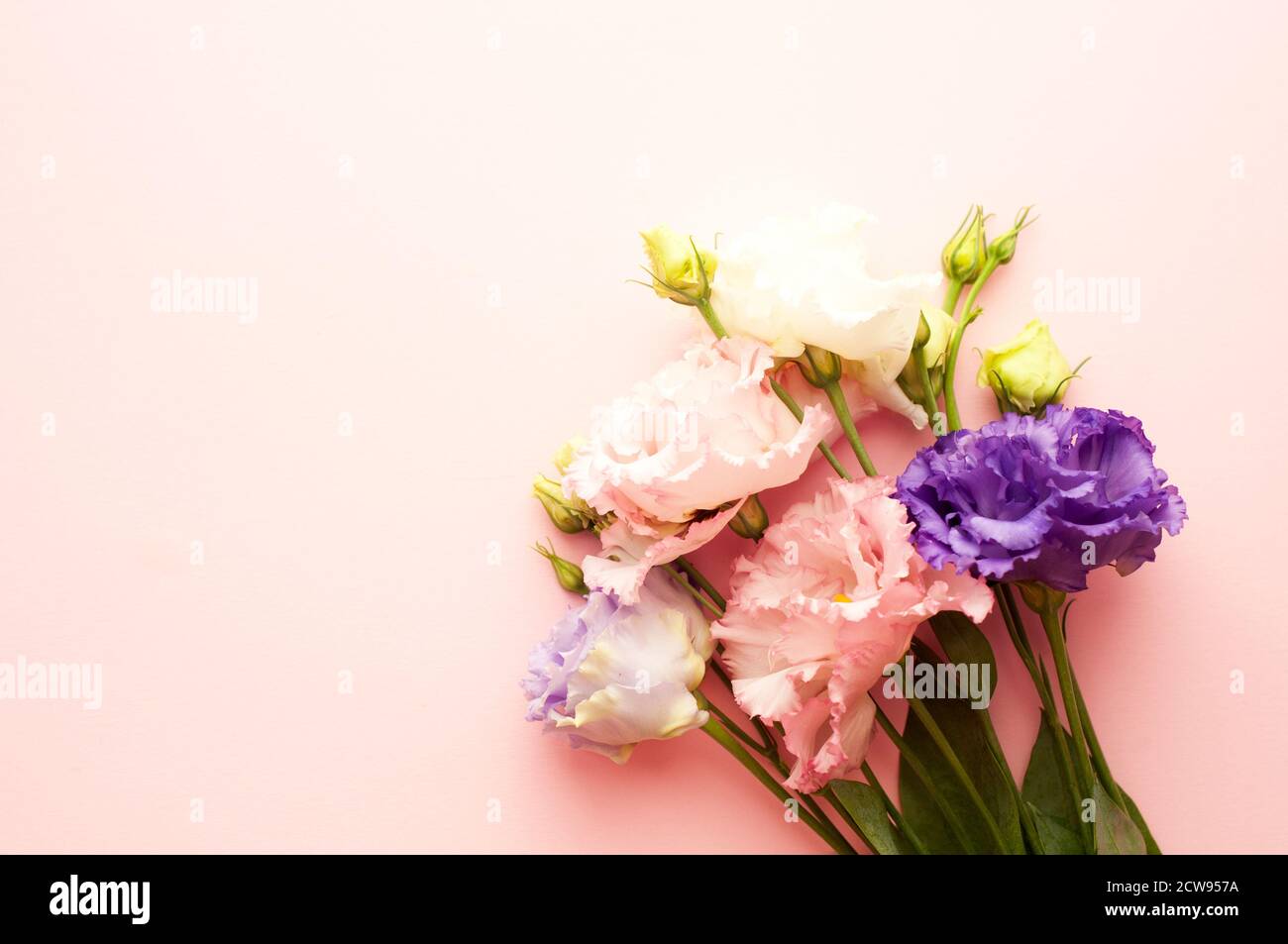 Bellissimi fiori di eustoma rosa e bianco (lisianthus) in piena fioritura con foglie verdi. Bouquet di fiori su sfondo rosa. Foto Stock