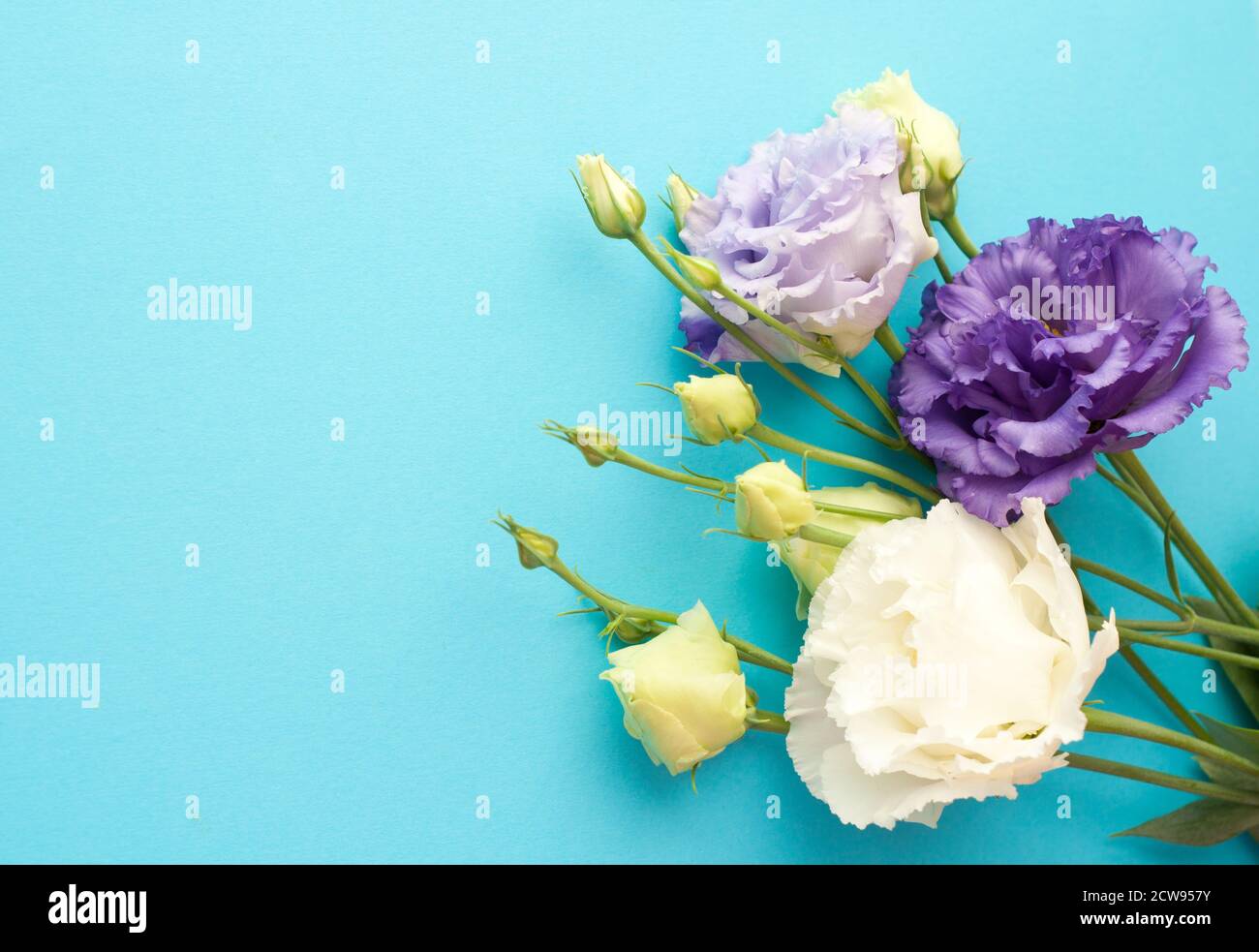 Bellissimi fiori di eustoma viola e bianco (lisianthus) in piena fioritura con foglie verdi. Bouquet di fiori su sfondo blu. Foto Stock