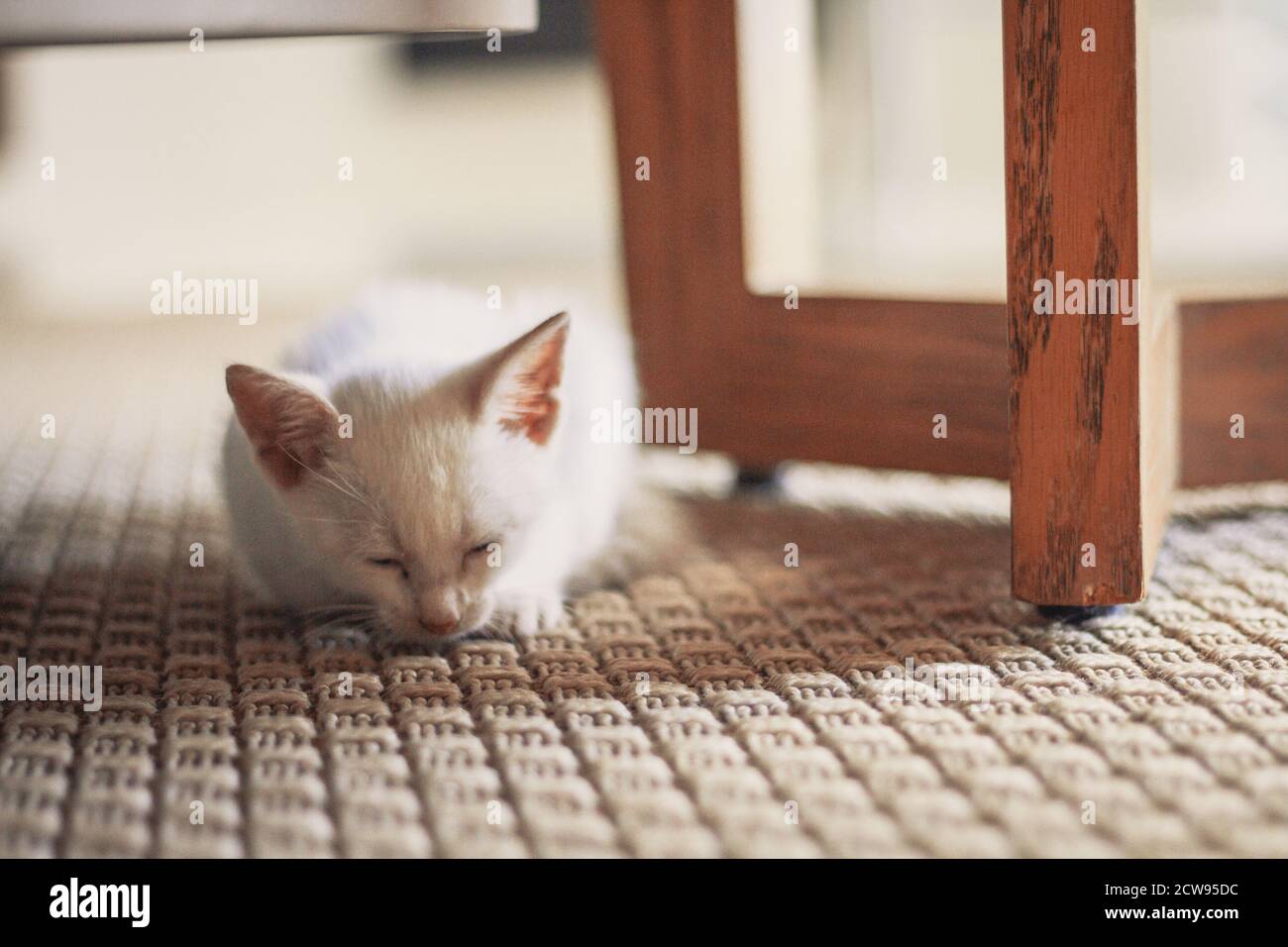 Gatto cucciolo bianco sdraiato nel soggiorno Foto Stock