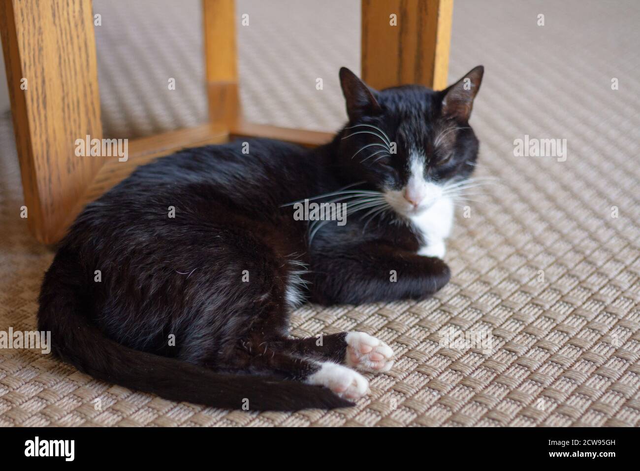 gatto nero e bianco malato nel soggiorno Foto Stock
