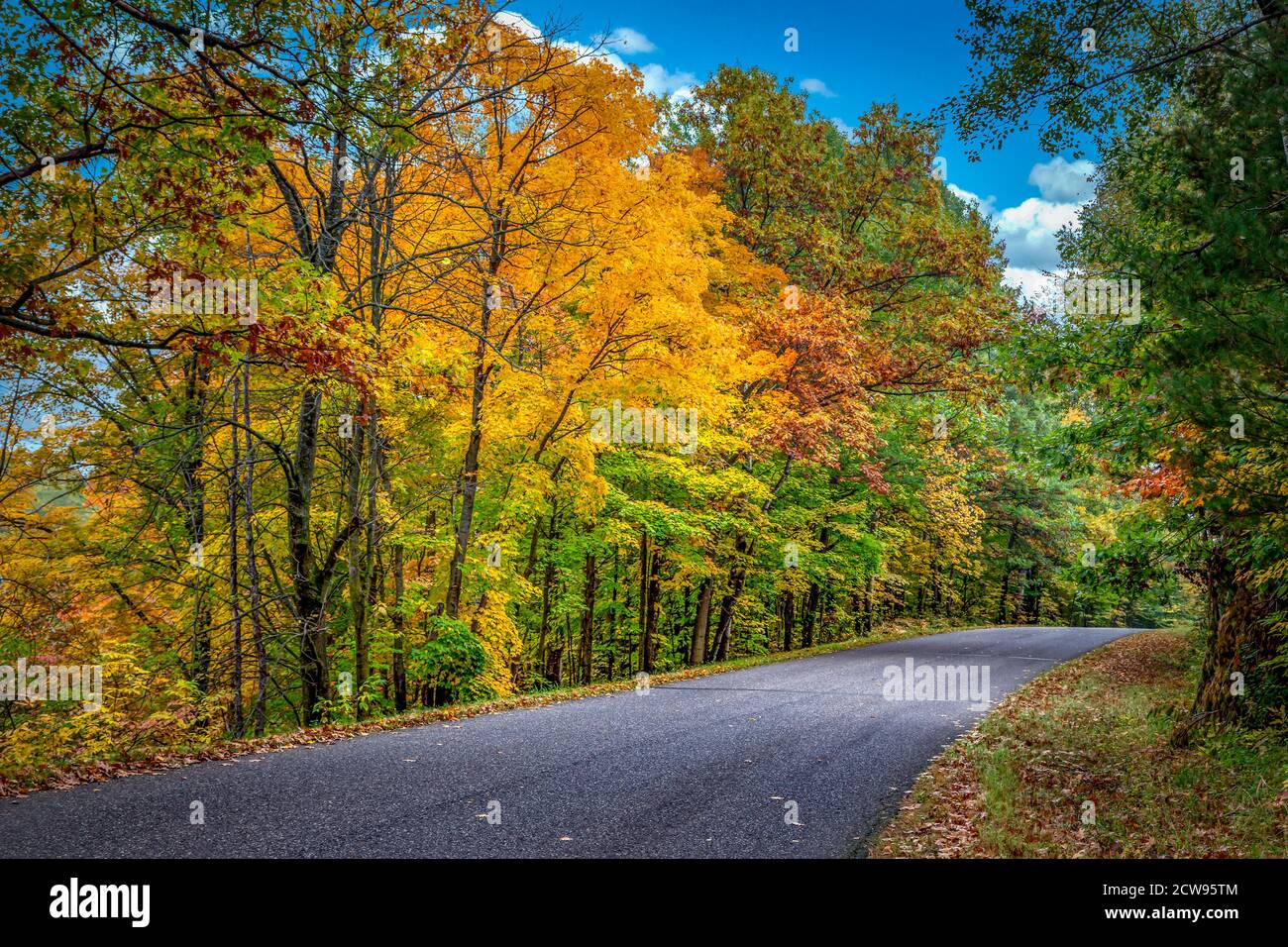 Strada alberata con baldacchino di brillante fogliame caduta. Foto Stock