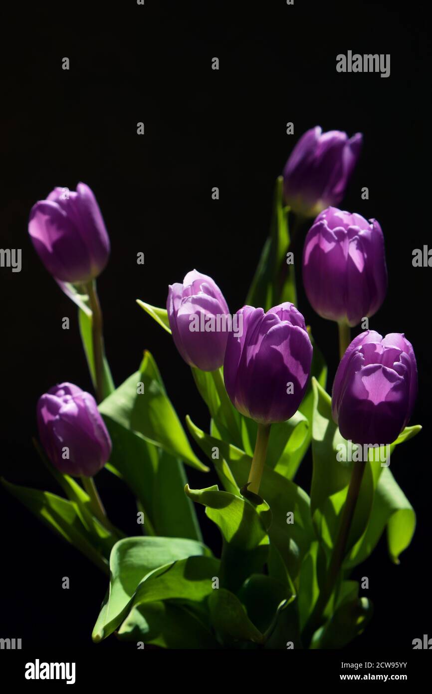 Mazzo di tulipani viola su sfondo scuro, fiori splendidamente illuminati dalla luce del sole, natura morta Foto Stock