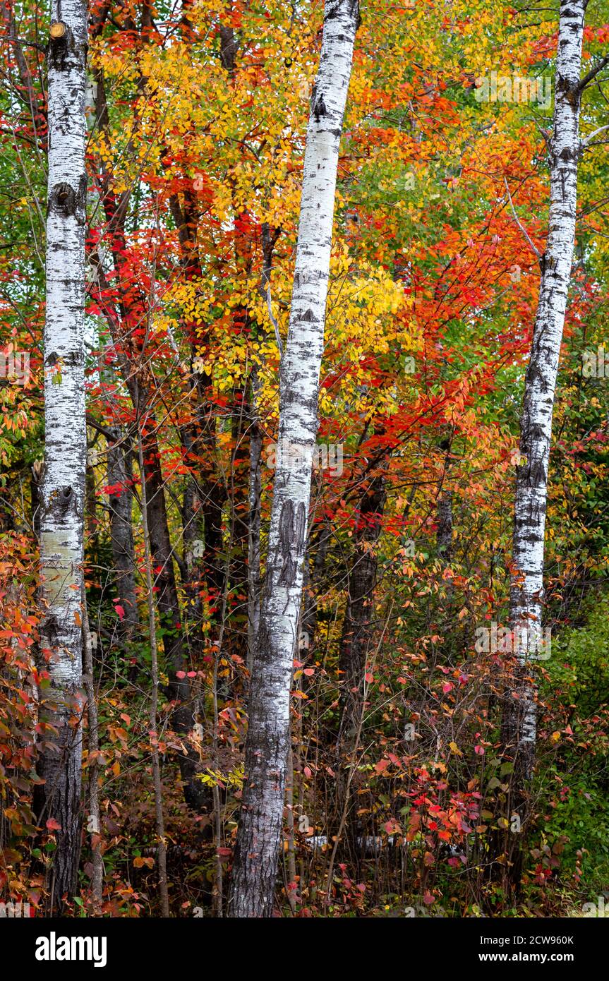 Tre alberi di betulla in piedi nella foresta con fogliame brillante caduta. Foto Stock
