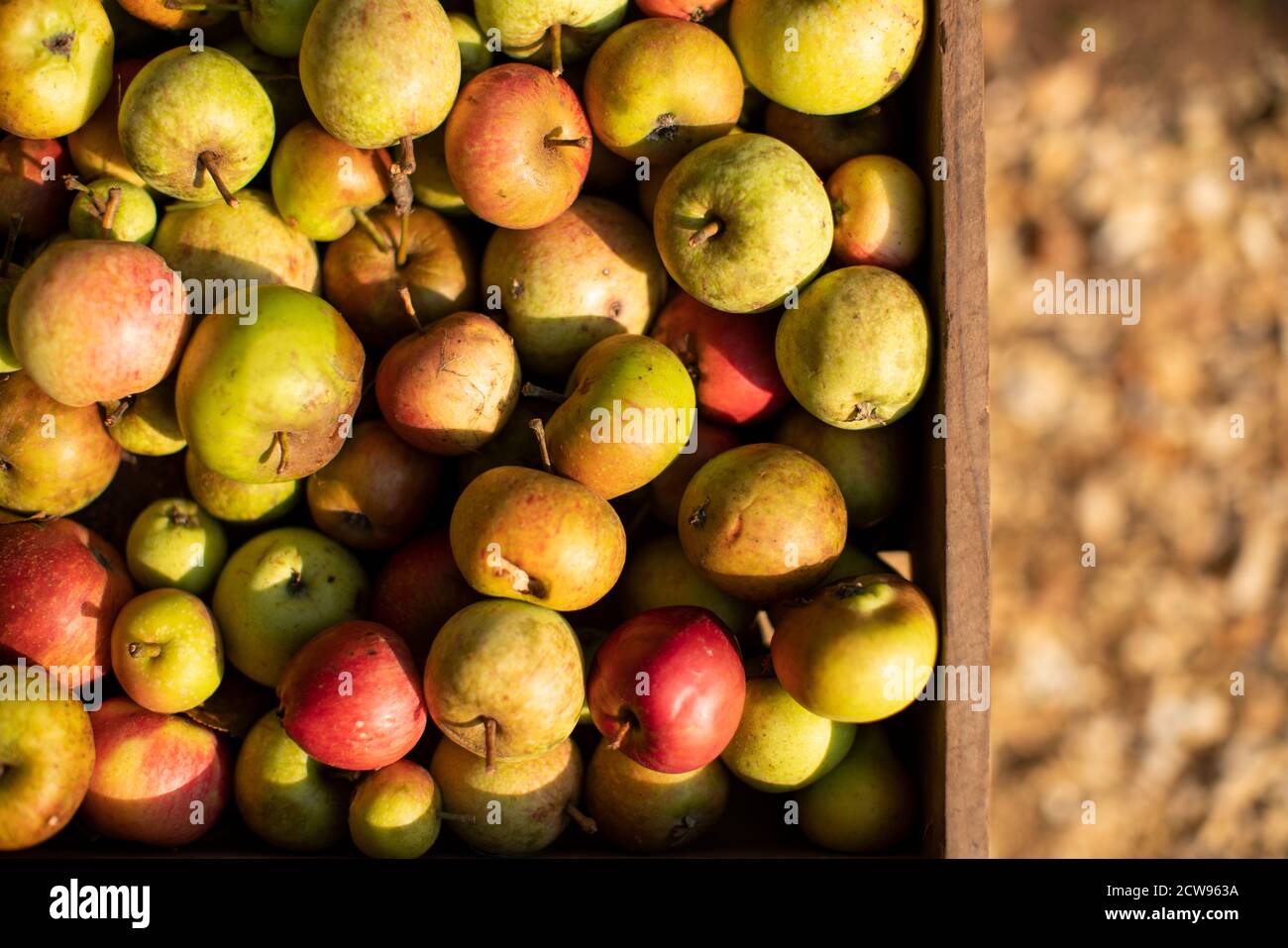 Lotti di mele biologiche raccolte rustiche in cestini nel sole pomeridiano Foto Stock