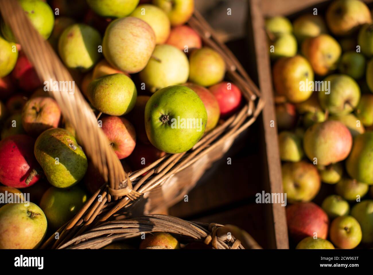 Lotti di mele biologiche raccolte rustiche in cestini nel sole pomeridiano Foto Stock