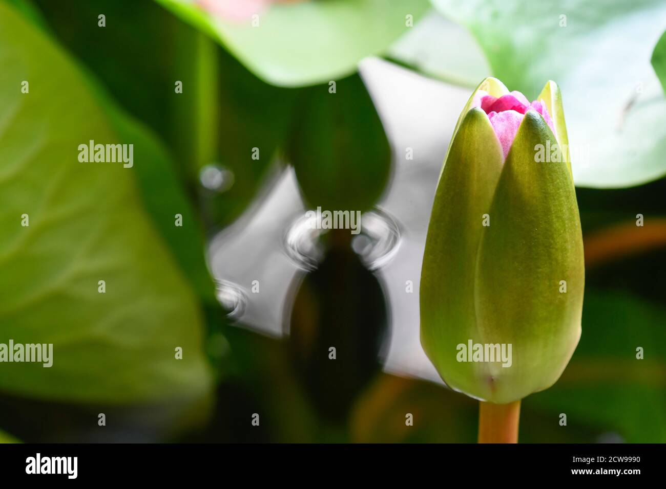 primo piano del fiore chiuso di un giglio d'acqua Foto Stock