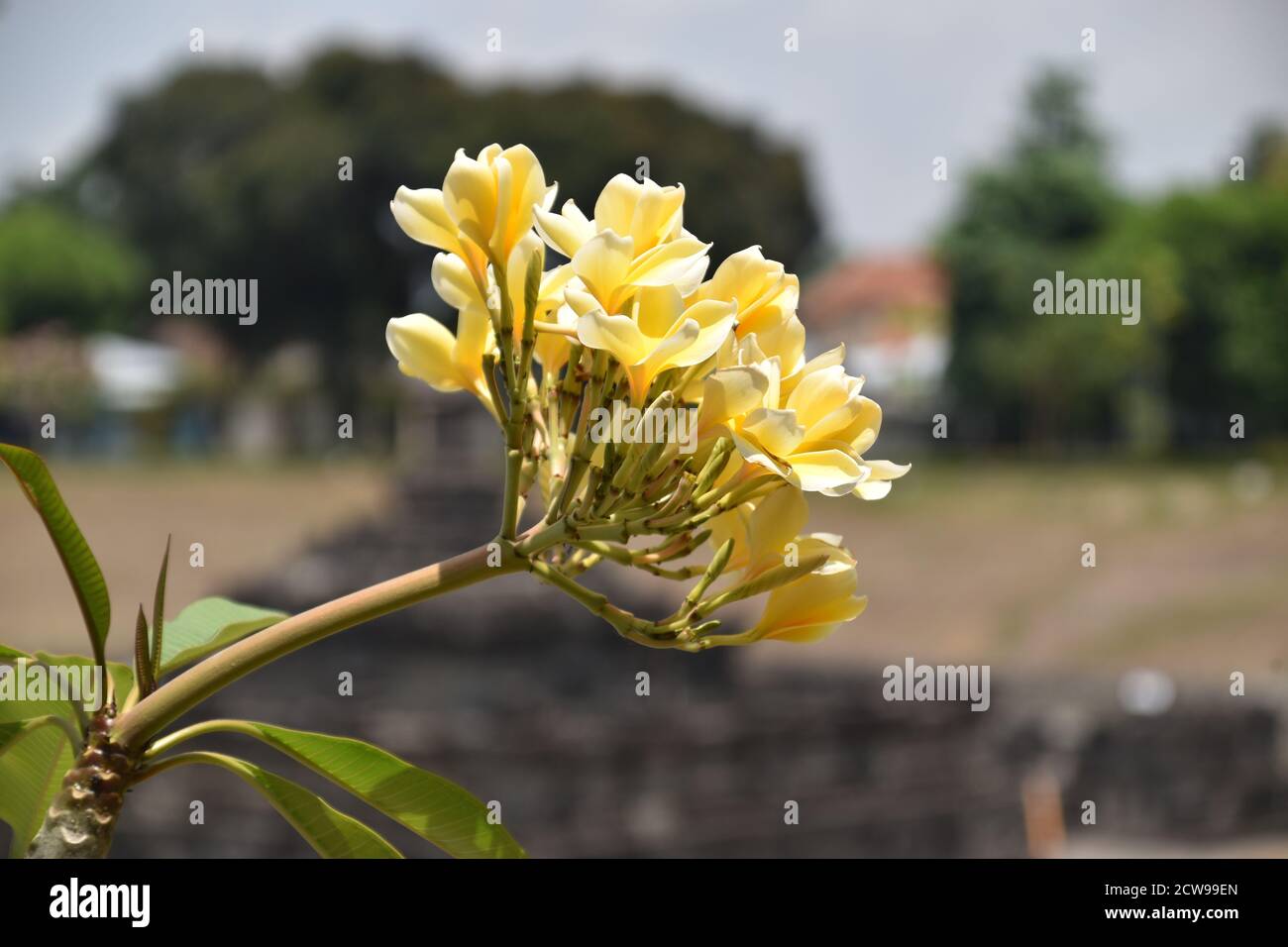 bel fiore di plumeria rubra Foto Stock