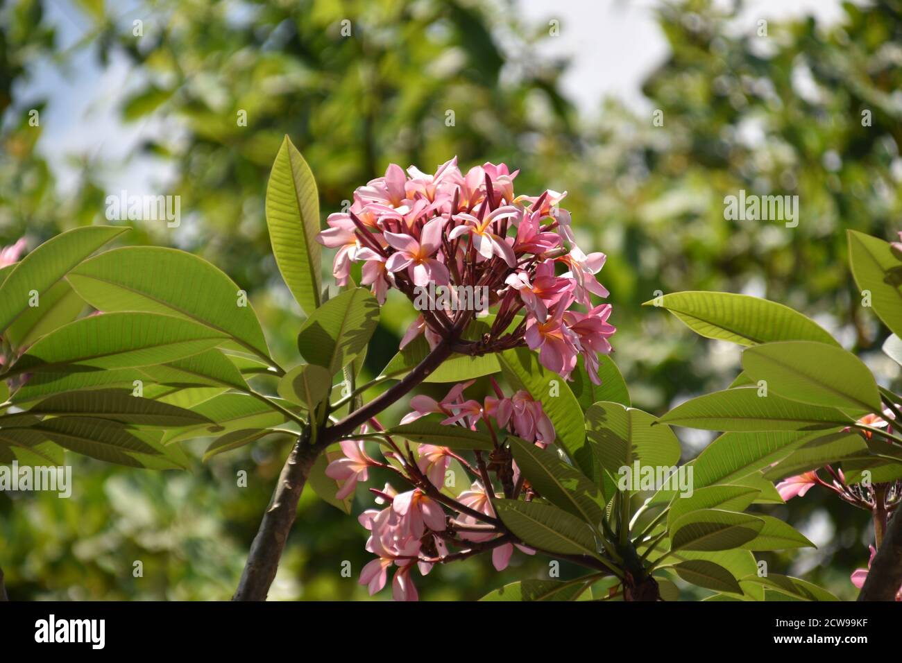 fiore rosso di plumeria rubra Foto Stock