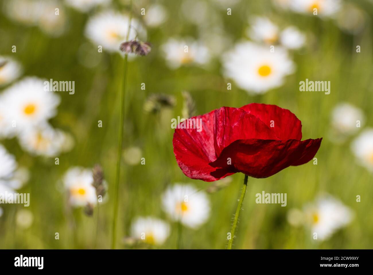 Un campo di fiori selvatici in estate Foto Stock