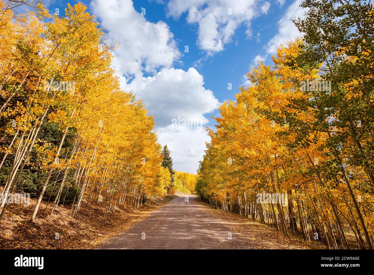 Paesaggio autunnale panoramico e strada sterrata fiancheggiata da alberi di Aspen vicino a Silver Jack Reservoir, Colorado, USA Foto Stock