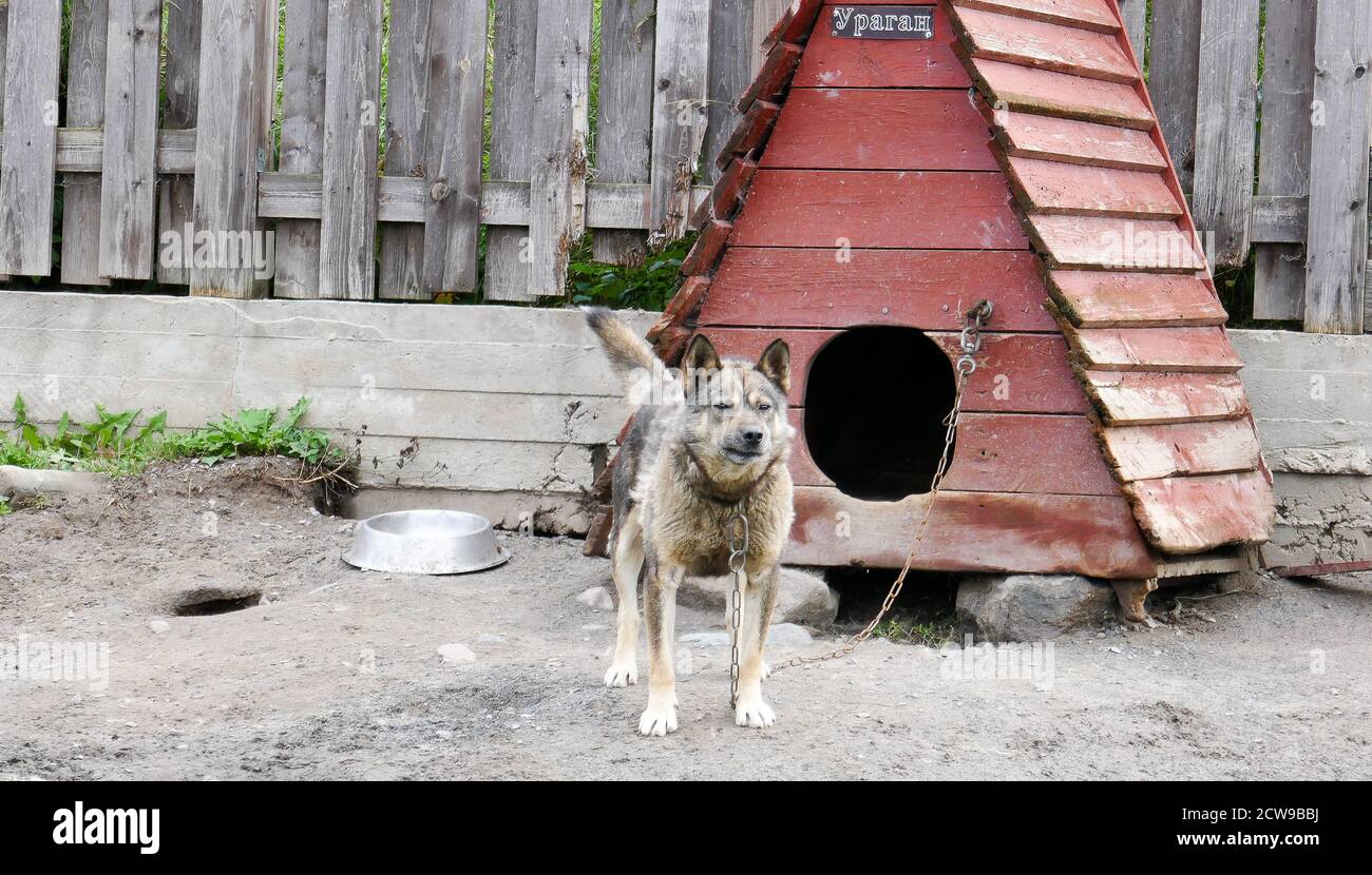 Husky è una razza incredibile. Questi cani sono forti e gentili. Le foto sono state scattate a Carelia, in Russia, nella parte settentrionale del paese. Foto Stock