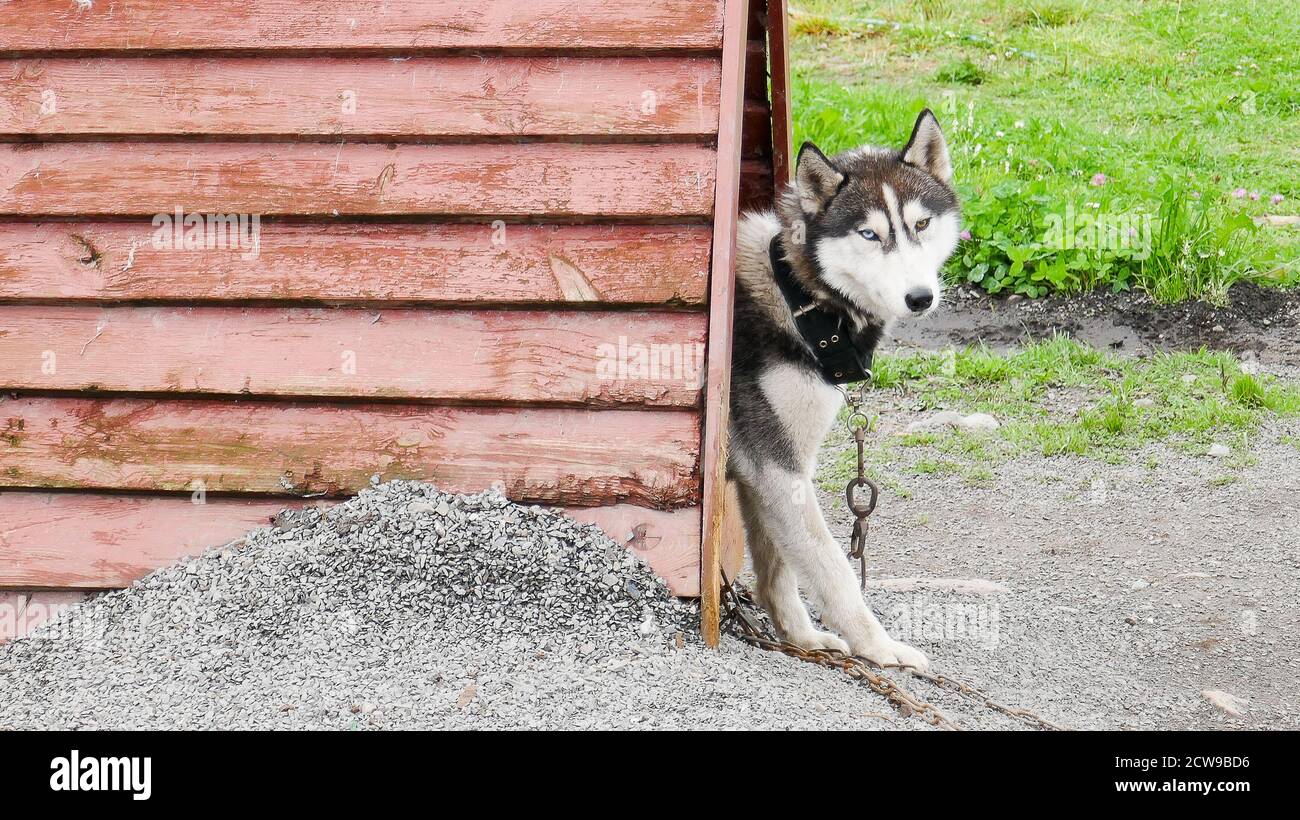 Husky è una razza incredibile. Questi cani sono forti e gentili. Le foto sono state scattate a Carelia, in Russia, nella parte settentrionale del paese. Foto Stock