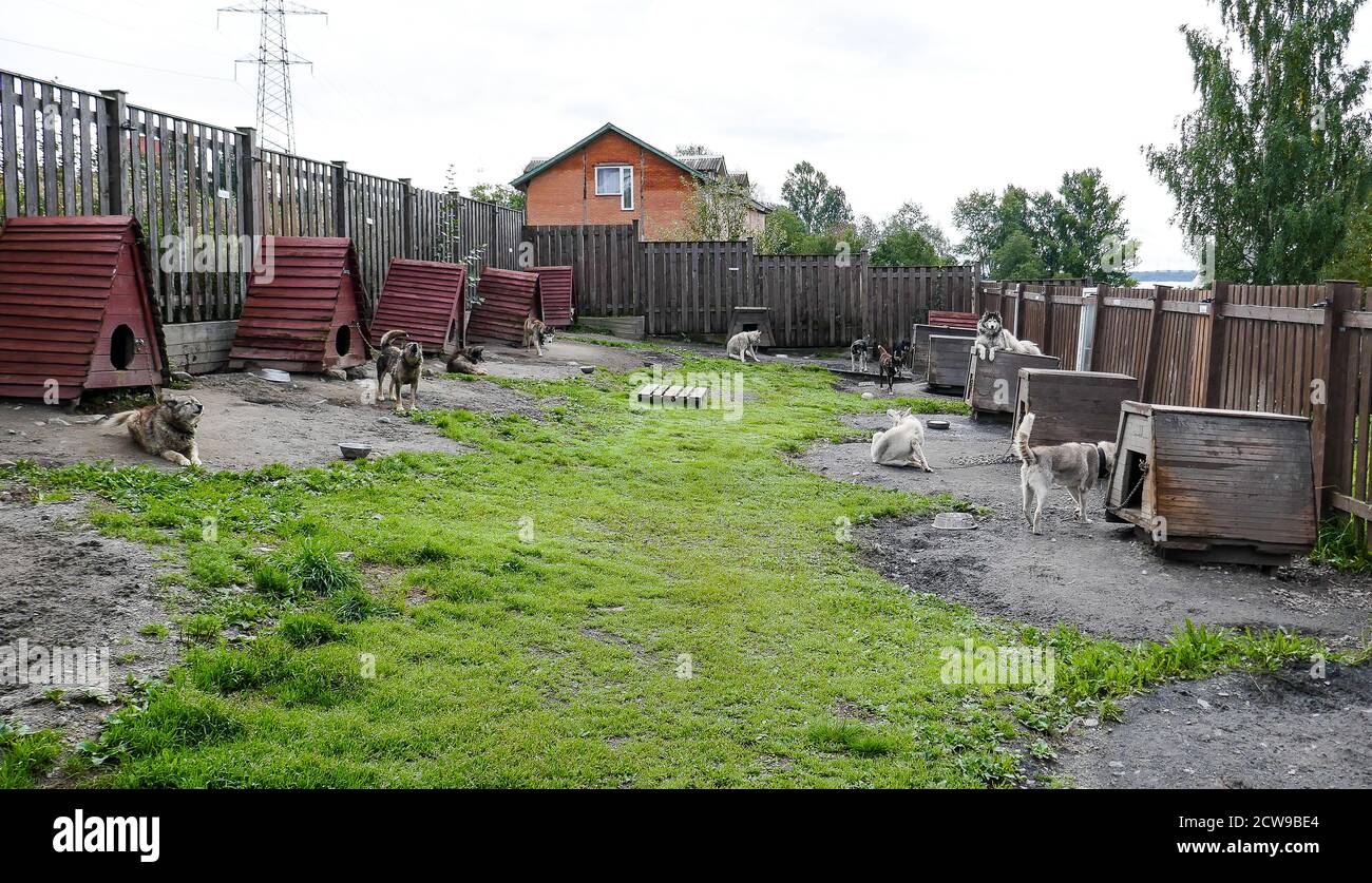 Husky è una razza incredibile. Questi cani sono forti e gentili. Le foto sono state scattate a Carelia, in Russia, nella parte settentrionale del paese. Foto Stock