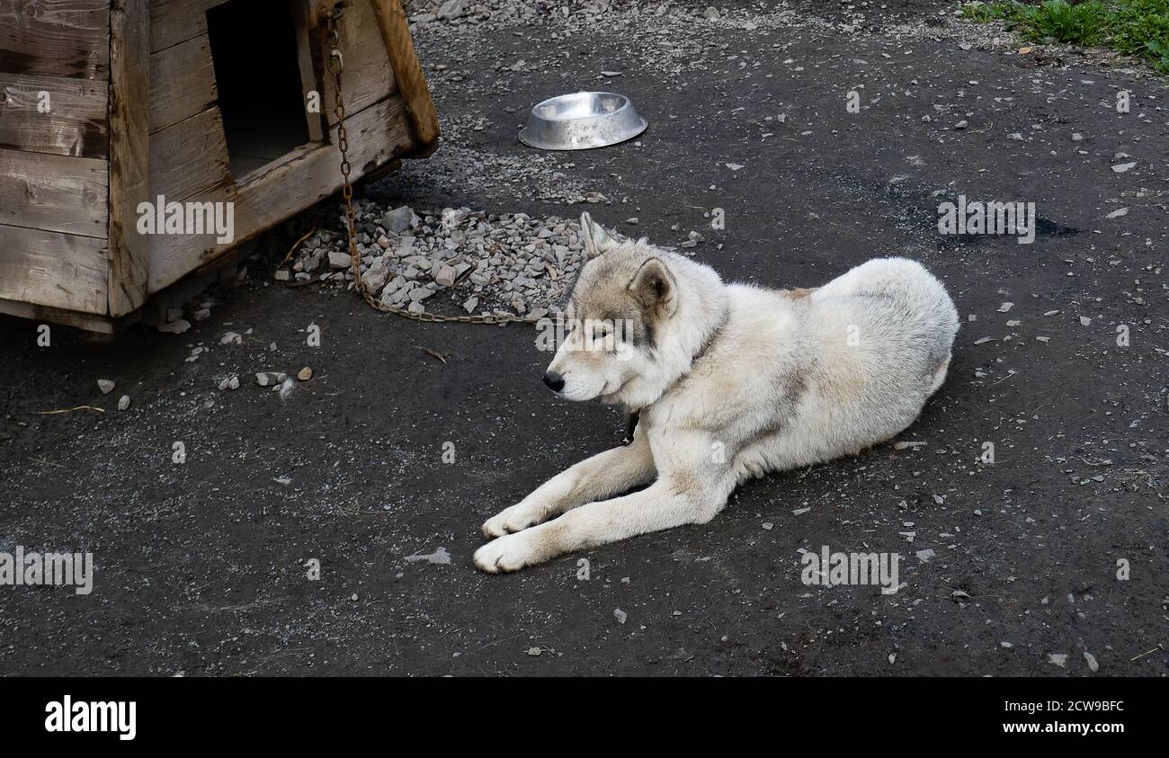 Husky è una razza incredibile. Questi cani sono forti e gentili. Le foto sono state scattate a Carelia, in Russia, nella parte settentrionale del paese. Foto Stock