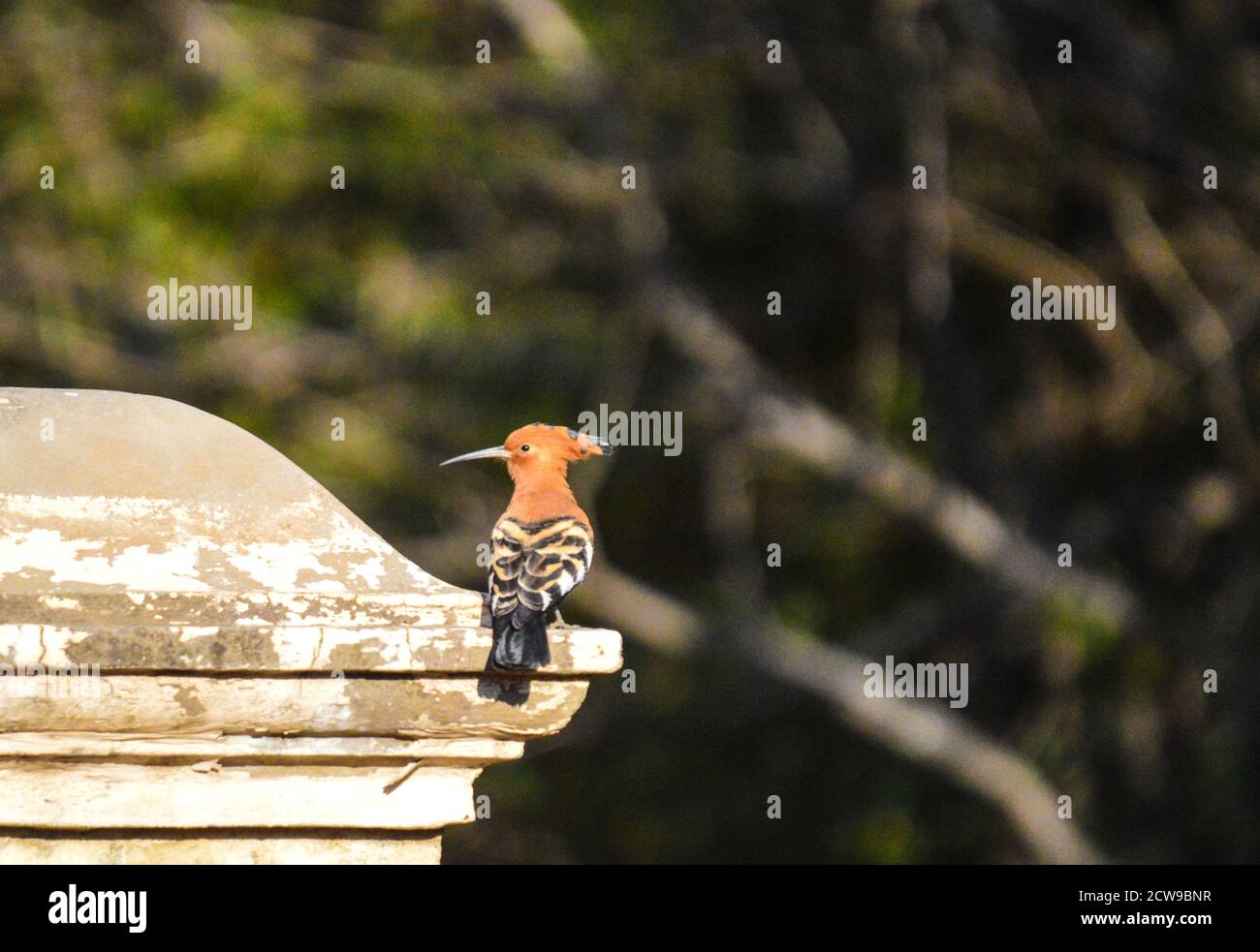 Splendido Hoopoe africano isolato e singolo conosciuto anche come Hoopoos sono ora sociali Foto Stock