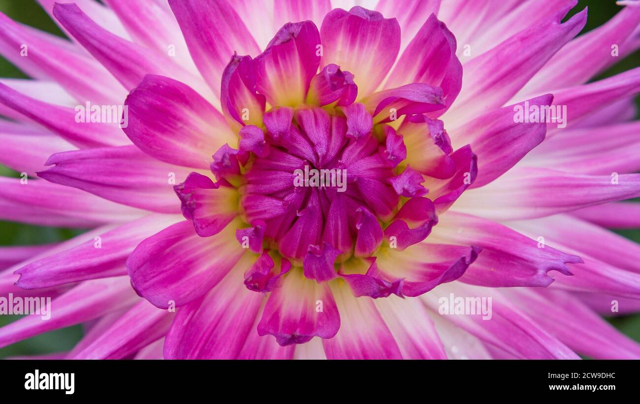 Cactus dahlias chiamato 'Lady Lapita'. Fioriture doppie, fiorini di raggio appuntiti, con la rivoluzione di maggioranza (rotolato) oltre il cinquanta per cento del loro longitud Foto Stock