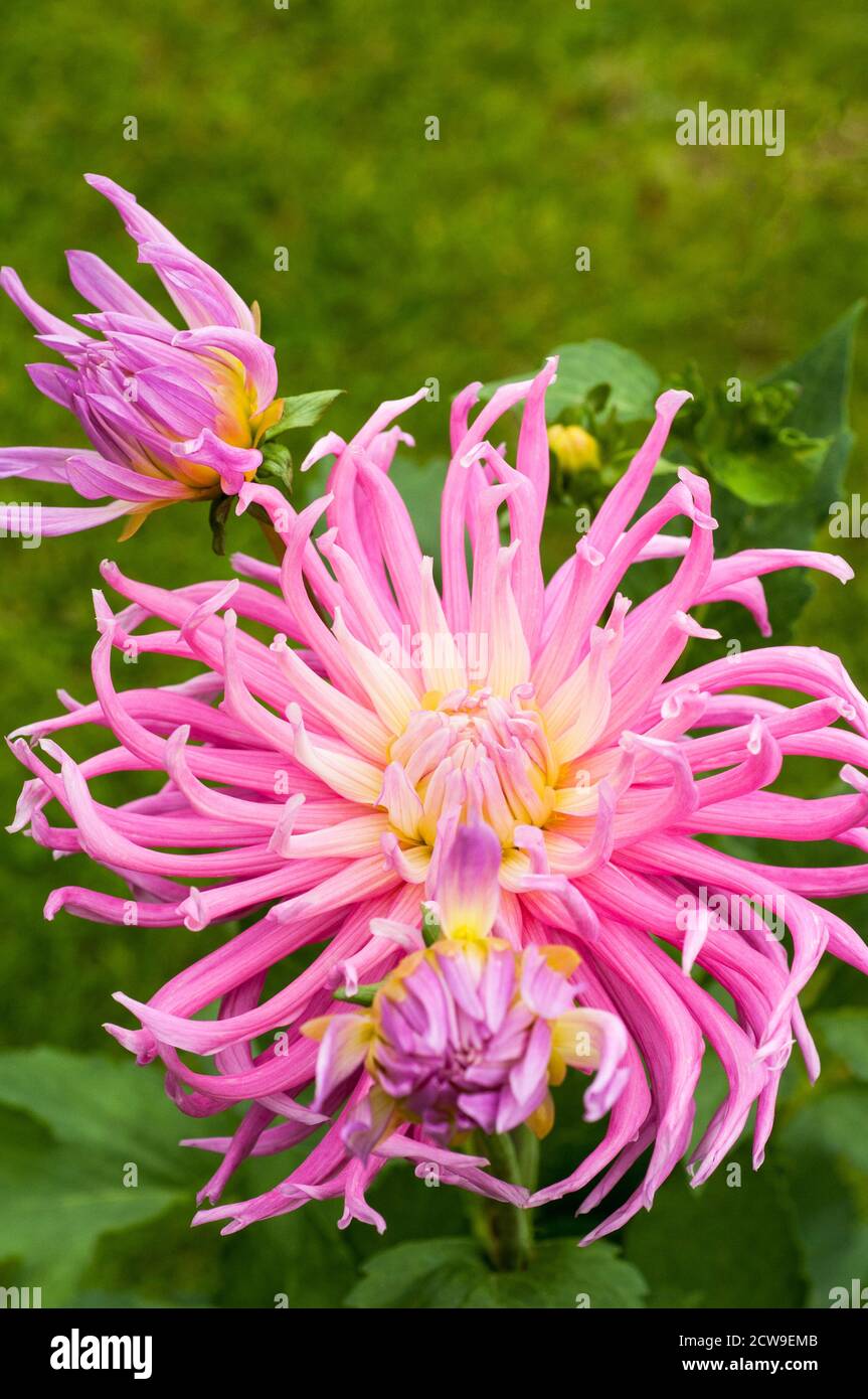 Primo piano di fiori e gemme di cactus dahlia Stars favorito. Una grande dahlia rosa e bianca completamente doppia che fiorisce durante l'estate in autunno Foto Stock