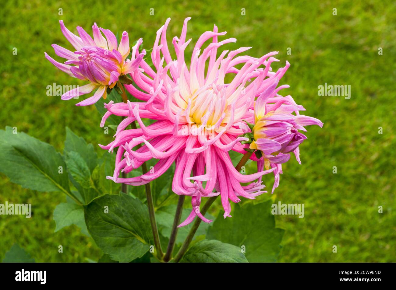 Primo piano di fiori e gemme di cactus dahlia Stars favorito. Una grande dahlia rosa e bianca completamente doppia che fiorisce durante l'estate in autunno Foto Stock
