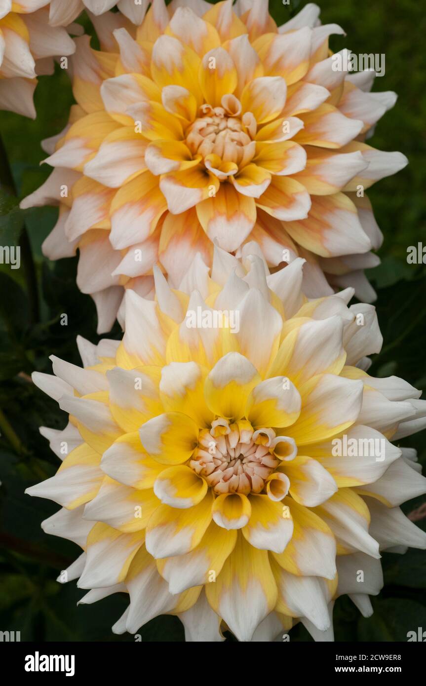 Un primo piano di due Dahlia Seattle un decorativo o. Cena piatto doppio dahlia.that fiori durante l'estate UN perenne tuberoso a questo piace il sole pieno Foto Stock