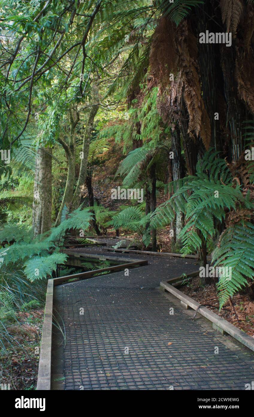 Bush Walk vicino al lago Virginia, Wanganui Foto Stock