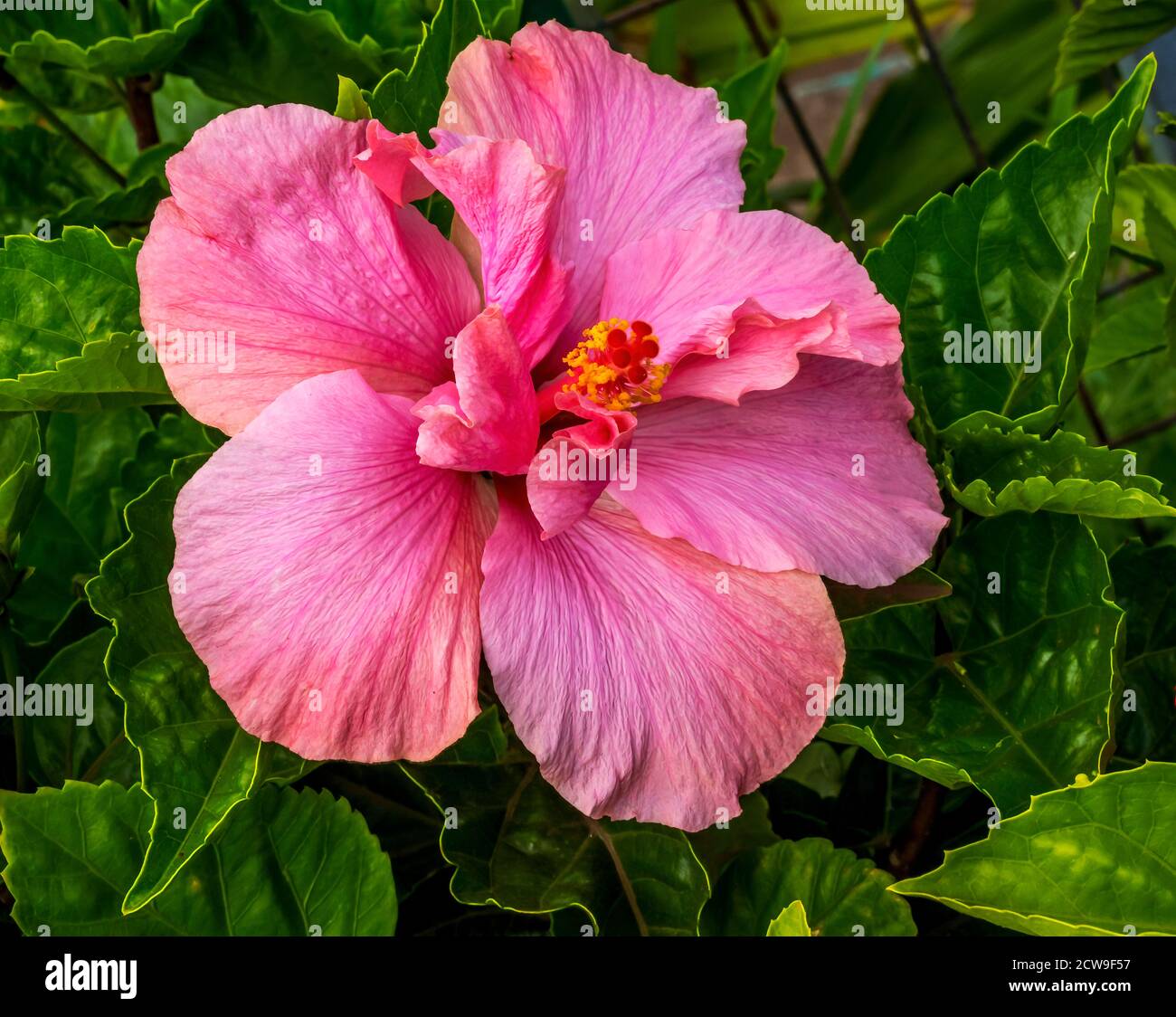 Rosa tropicale Hibiscus Fiori foglie verdi Isola di Pasqua Cile. L'ibisco  tropicale ha molte varietà Foto stock - Alamy