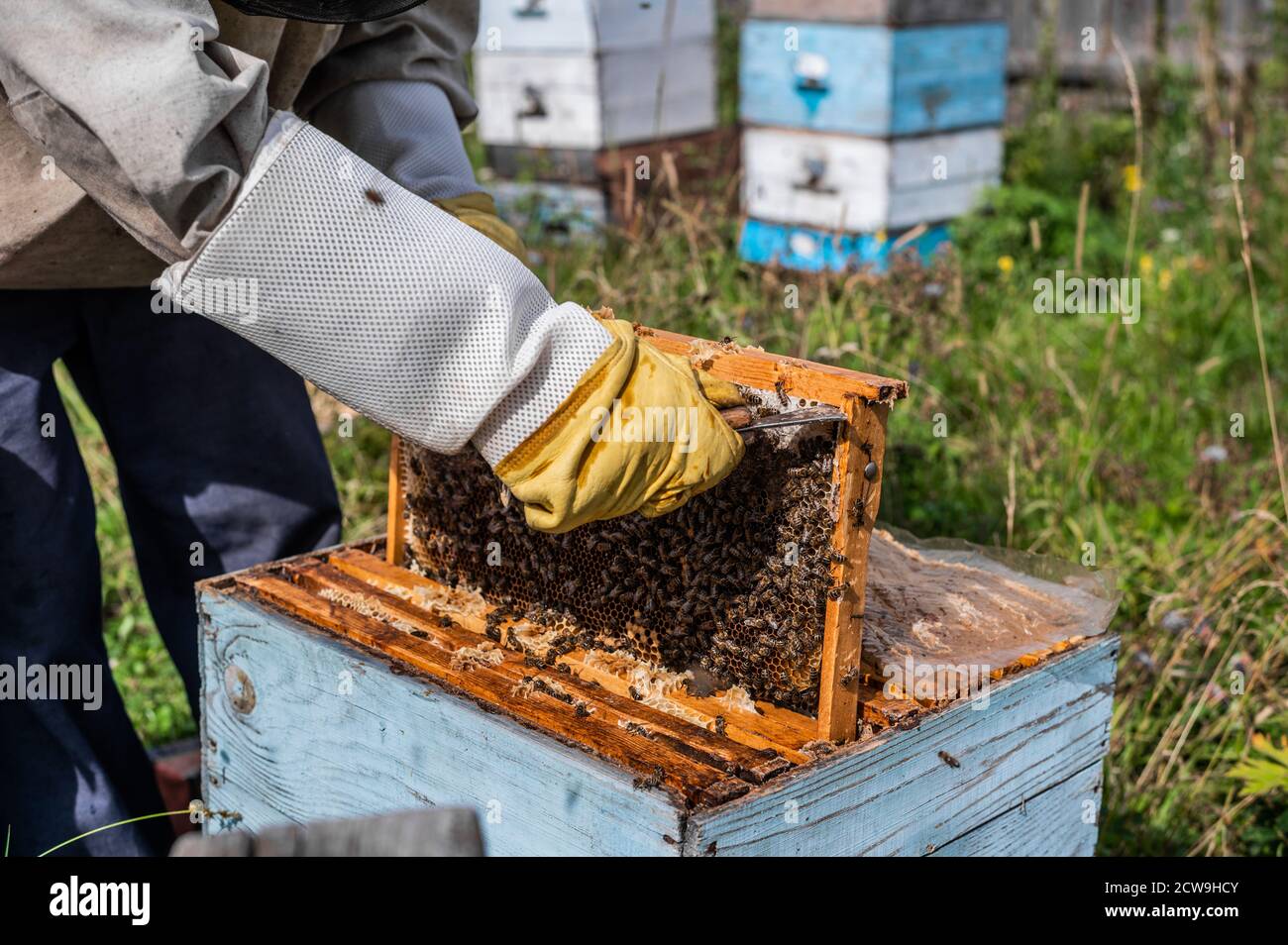 L'apicoltore si prende cura delle api, dei nidi d'ape pieni di miele, in un abito protettivo dell'apicoltore. Prodotto naturale puro dall'alveare delle api, giallo Foto Stock