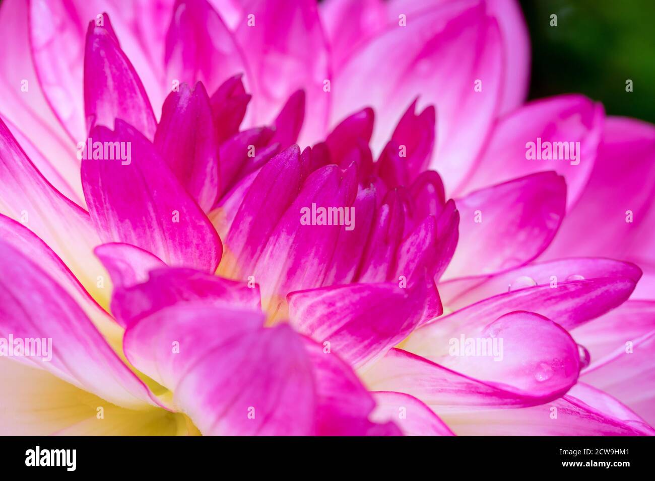 Estremo primo piano della fioritura colorata di Dahlia - Asheville, Carolina del Nord, Stati Uniti Foto Stock