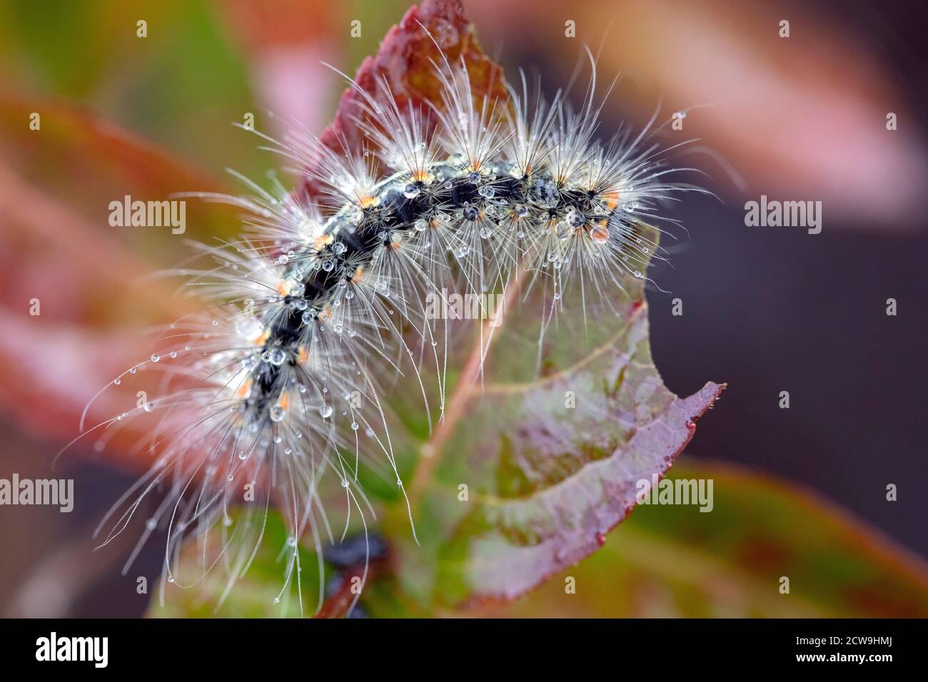 Primo piano della foglia da mangiare di caterpillar dai capelli lunghi - Blue Ridge Parkway, vicino ad Asheville, North Carolina, USA Foto Stock