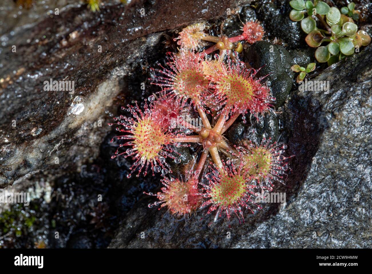 Pianta di Sundew carnivora (Drosera sp.) - Blue Ridge Parkway, vicino Asheville, Carolina del Nord, Stati Uniti Foto Stock