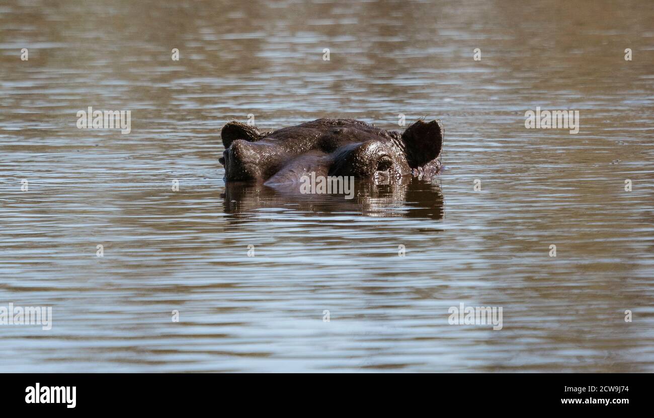 Un ippopotamo può essere appena visto solo con gli occhi e le orecchie sopra l'acqua in Botswana Foto Stock