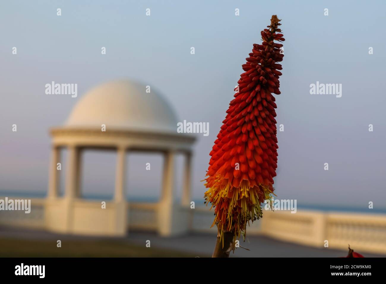 Inghilterra, East Sussex, Bexhill on Sea, De la Warr Pavilion Promenade Art Deco cupola, Poker Plant aka Tourch Lily Foto Stock