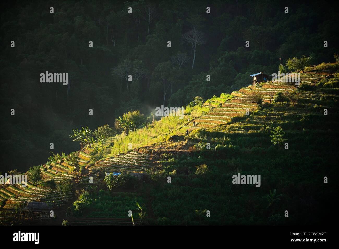 Su una collina nella foresta, al mattino, il sole splende per creare un bellissimo paesaggio, un contadino che lavora su una piantagione. A Doi Ang Khang Chiang Foto Stock
