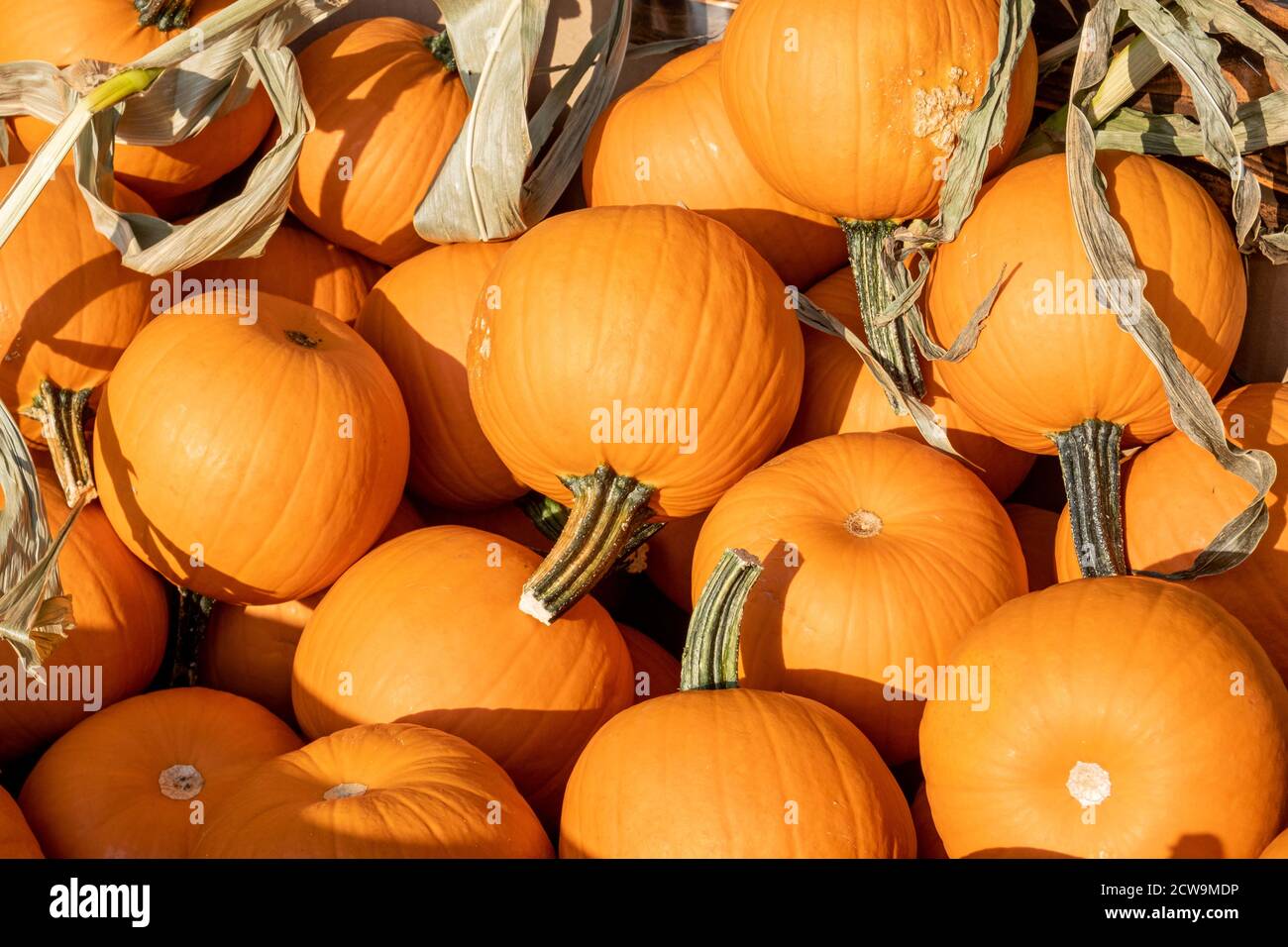 Una panoramica completa di una piccola zucca arancione in un'esposizione autunnale, pronta per la vendita prima del Ringraziamento e delle vacanze di Halloween. Foto Stock