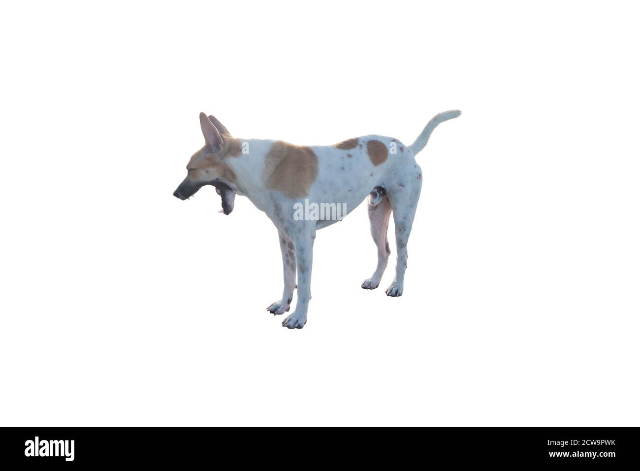 Cane o cucciolo isolato su sfondo bianco con percorso di ritaglio Foto Stock