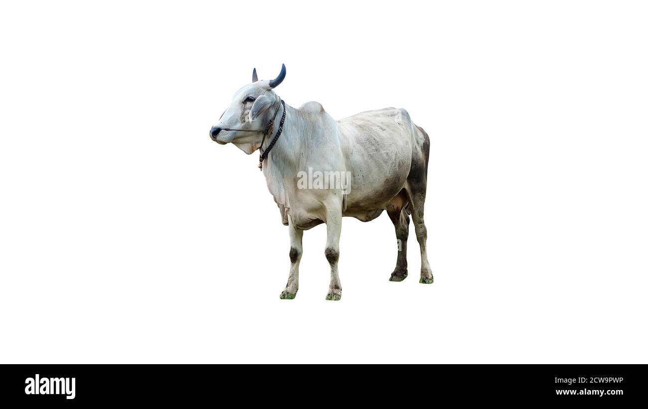 Mucca isolata su sfondo bianco con tracciato di ritaglio Foto Stock